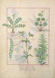 Illustration du Livre des simples médecines par Mattheaus Platearius 135r